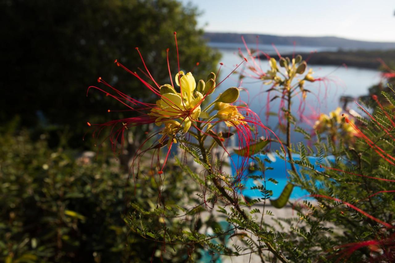 Resort Haus Toma Cesarica Dış mekan fotoğraf